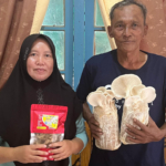Kisah Jatuh Bangun Pasangan Sumanji dan Suyati Mengubah Jamur Tiram Putih Menjadi Kripik Jamur Dava
